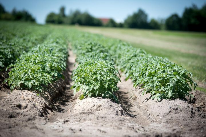 Выращивание в бочке (13 фото): кабачки, тыквы, клубника, помидоры, арбузы, хрен. Как посадить и вырастить на даче?